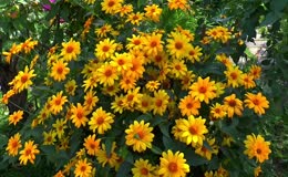 成片菊芋花盛放