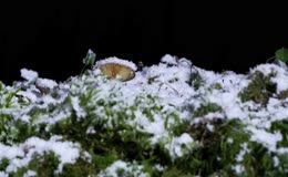 雪花覆盖苔藓草地
