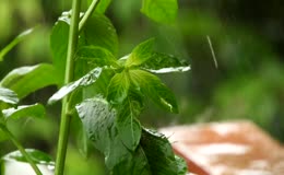 雨滴落在叶面