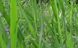 野外草丛紫色野花