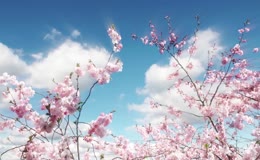 樱花盛开粉嫩花瓣