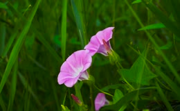 野外草地牵牛花绽放