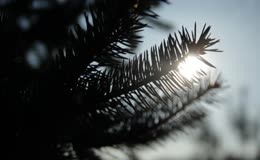 松树阳光光晕逆光