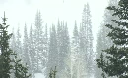 大雪纷飞成片云杉松林