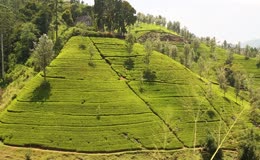 茶园茶山茶叶