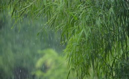 春日细雨沾湿柳叶
