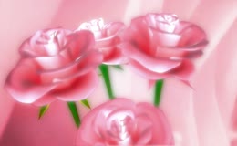 绸缎背景粉玫瑰动态画面