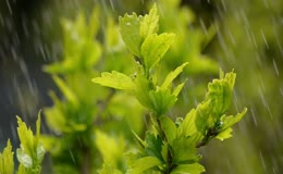 细雨中的木槿绿叶