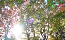 逆光枫树枫叶树林