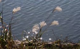 湖边芦苇随风摇曳