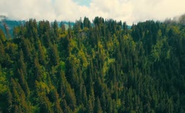 高空航拍山间茂密针叶林