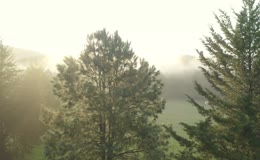 清晨阳光晨雾松树林