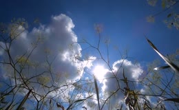 野草枝干仰拍晴空