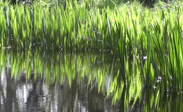 池塘夏季水草