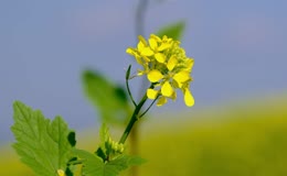 油菜花菜花春天植物