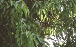 树木水果树芒果树