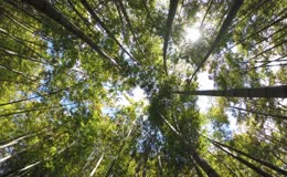 仰视视角拍摄高耸竹林