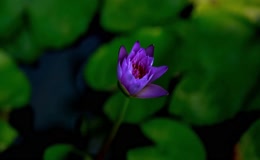 延时拍摄睡莲花开