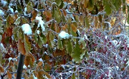 树枝积雪霜花景色