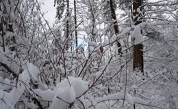 树枝挂满厚雪