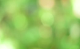 虚焦绿色阳光夏季树叶