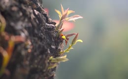 香椿特写及香椿酱加工过程