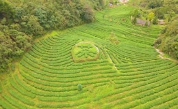 环形梯田茶园高空航拍
