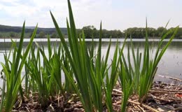 岸边河岸河滩野草
