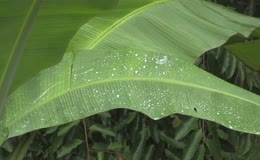 蕉叶上晶莹雨珠