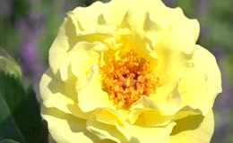 盛开黄月季与采蜜蜜蜂