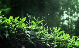 高山茶园采摘实拍高清视频