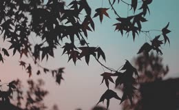 黄昏天空枫叶