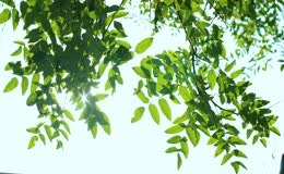 自然清新阳光绿叶风景空镜