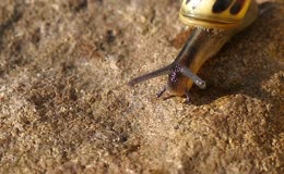 缓慢爬行的带花纹蜗牛