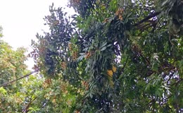 挂满果的龙眼树