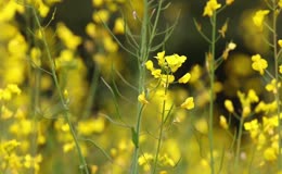金黄油菜花随风晃动