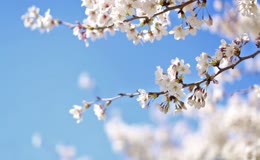 蓝天下春日樱花盛开