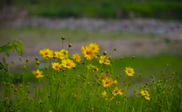 户外成片黄色金鸡菊实拍