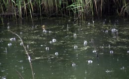 池塘雨点雨滴下雨