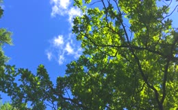 阳光照耀下的树叶美景