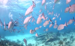 海底鱼群