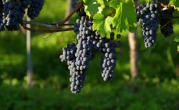 葡萄园成熟酿酒葡萄实拍