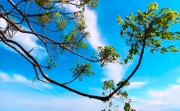 蓝天白云树枝嫩芽树叶