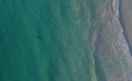 近海海岸游泳的人