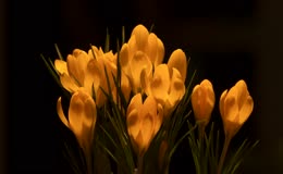 藏红花延时开放