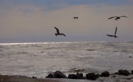 海岸海浪海鸥