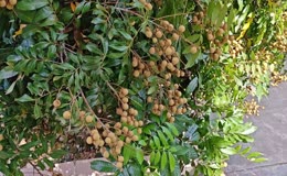 龙眼果实累累
