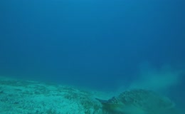海洋世界海龟潜水
