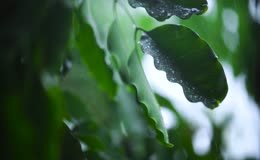 雨天带水珠绿叶