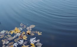 湖边秋枫枯叶漂浮水面